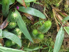 Phlegmariurus sieberianus