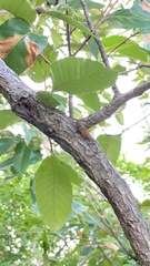 Leptosemia takanonis