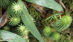 Phlegmariurus sieberianus