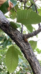 Leptosemia takanonis