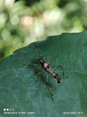 Artemidorus sobrinus