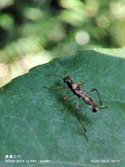 Artemidorus sobrinus