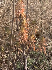 Aloe greatheadii