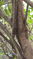 Leptosemia takanonis