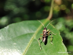 Artemidorus sobrinus