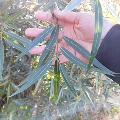 Nectandra angustifolia