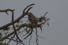 Falco rupicoloides