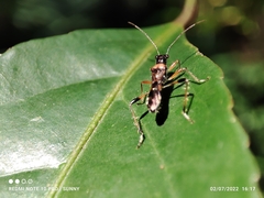 Artemidorus sobrinus