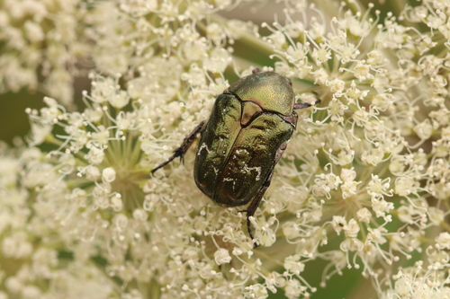 Northern Rose Chafer