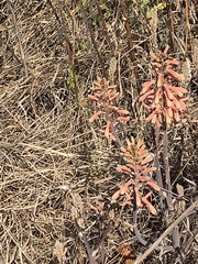 Aloe greatheadii