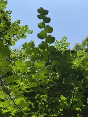 Celtis koraiensis