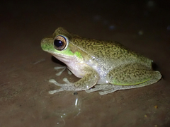 Ranoidea pearsoniana