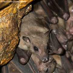 Rousettus amplexicaudatus