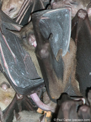 Rousettus amplexicaudatus