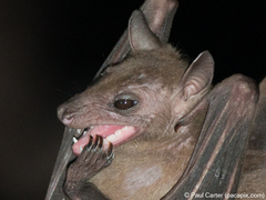 Rousettus amplexicaudatus