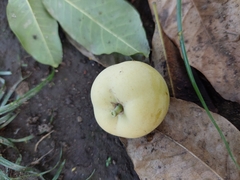 Casimiroa edulis