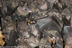 Rousettus amplexicaudatus