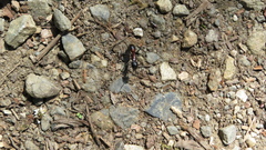 Camponotus obscuripes
