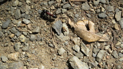 Camponotus obscuripes