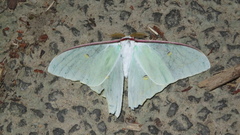 Actias aliena