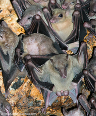 Rousettus amplexicaudatus