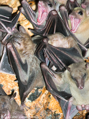 Rousettus amplexicaudatus