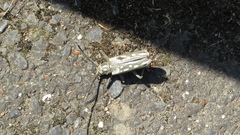 Batocera lineolata
