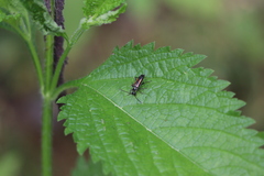 Strangalepta abbreviata