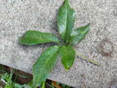 Casimiroa edulis