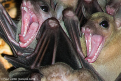 Rousettus amplexicaudatus