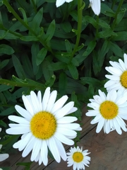 Leucanthemum vulgare