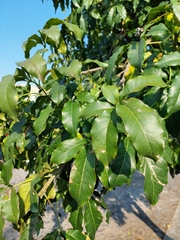 Casimiroa edulis