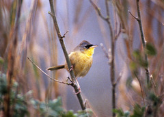 Geothlypis poliocephala