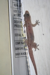 Gehyra mutilata