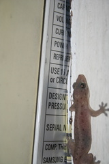Gehyra mutilata
