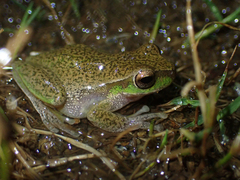 Ranoidea pearsoniana