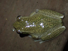 Ranoidea pearsoniana