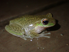 Ranoidea pearsoniana