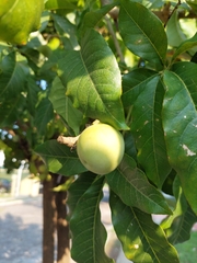 Casimiroa edulis