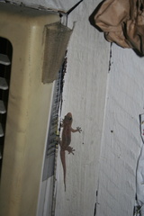 Gehyra mutilata