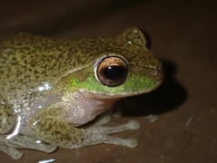 Ranoidea pearsoniana