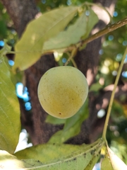Casimiroa edulis