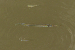 Zenarchopterus gilli