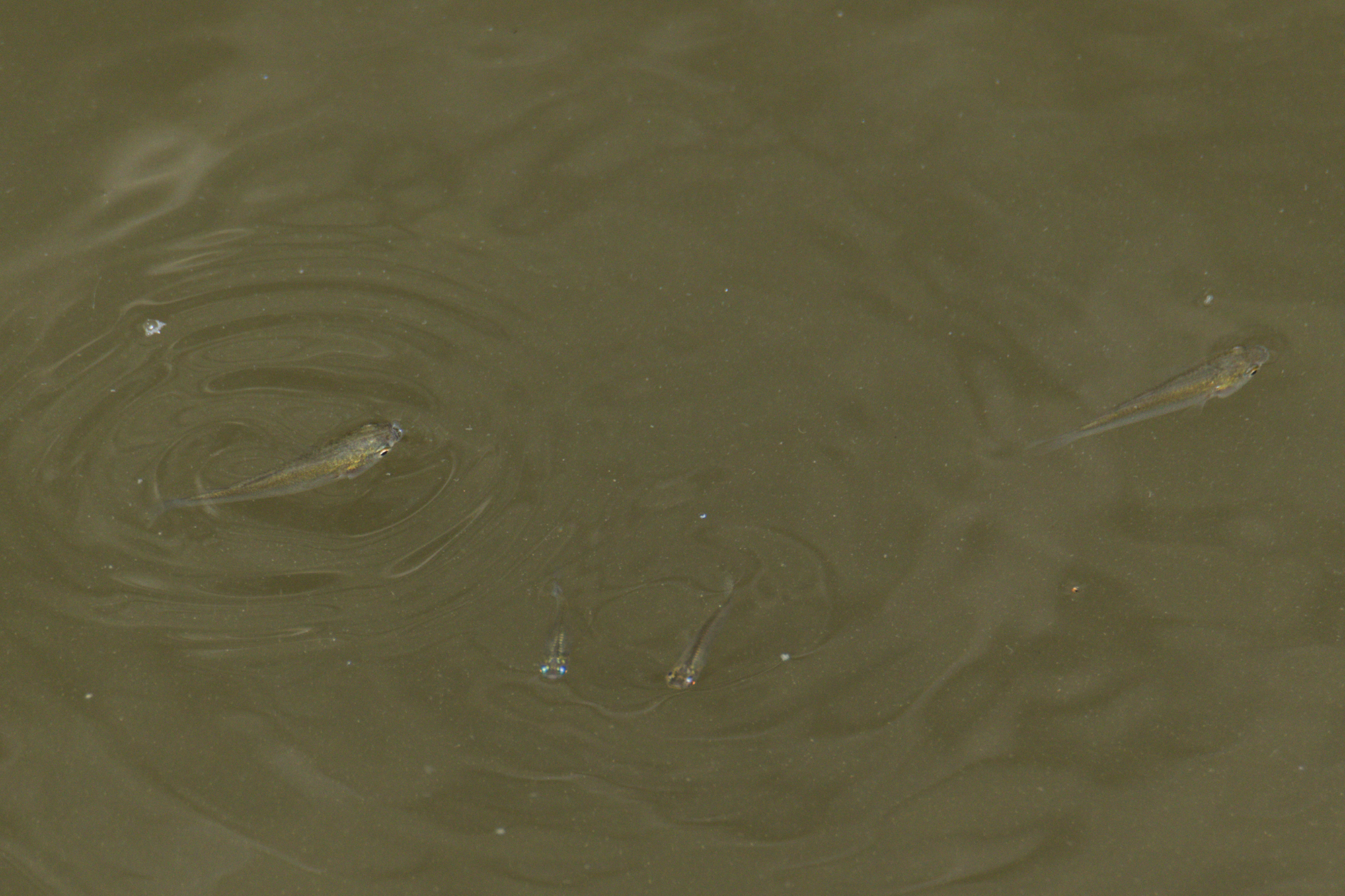 Broad-Mouthed Mullet photo 6