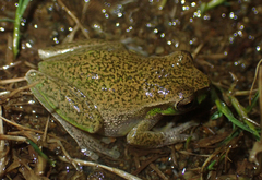 Ranoidea pearsoniana