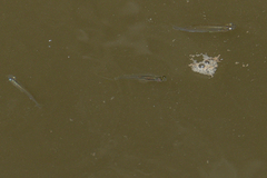 Gobiopterus chuno
