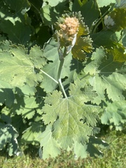 Macleaya cordata