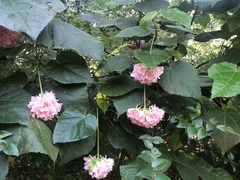 Dombeya wallichii