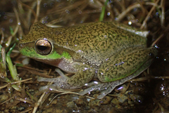 Ranoidea pearsoniana