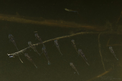 Stigmatogobius pleurostigma